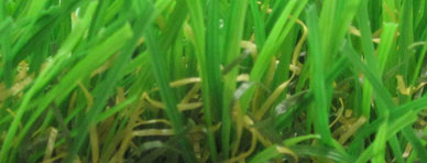 grass-focus grass-focus