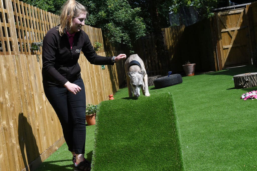 Fake grass for dog training hotsell