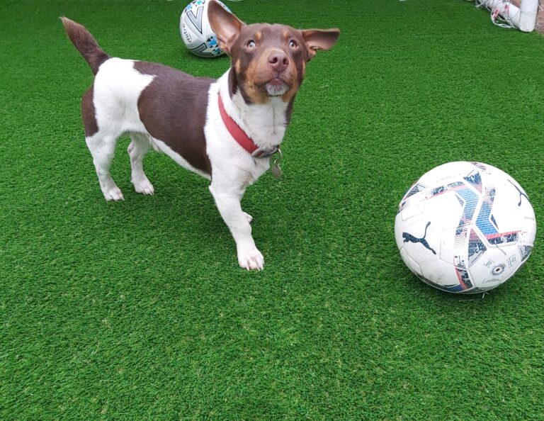 30mm Dog Football min 768x594